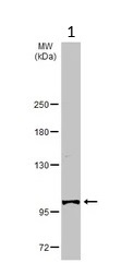 Western blot - Anti-LAMC2 antibody (AB96327)