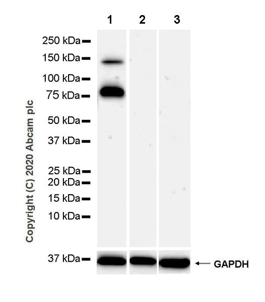 Western blot - Anti-LAMC2 antibody [EPR23654-127] (AB274376)