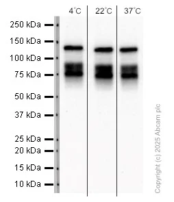 Western blot - Anti-LAMC2 antibody [EPR23654-127] (AB274376)