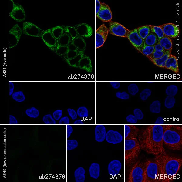 Immunocytochemistry/ Immunofluorescence - Anti-LAMC2 antibody [EPR23654-127] - BSA and Azide free (AB274384)