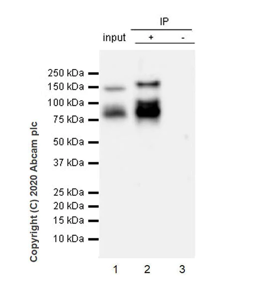 Immunoprecipitation - Anti-LAMC2 antibody [EPR23654-127] - BSA and Azide free (AB274384)