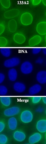 Immunocytochemistry/ Immunofluorescence - Anti-Lamin A antibody [133A2] (AB8980), expandable thumbnail