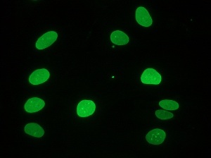 Immunocytochemistry/ Immunofluorescence - Anti-Lamin A antibody [133A2] (ab8980), expandable thumbnail