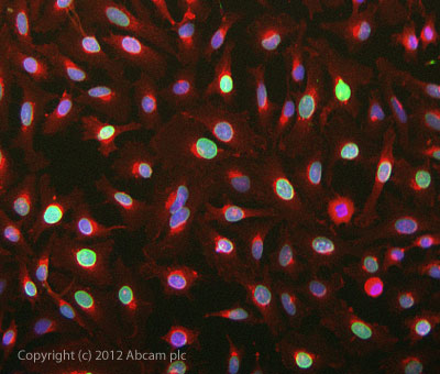 Immunocytochemistry/ Immunofluorescence - Anti-Lamin A antibody [133A2] (AB8980), expandable thumbnail