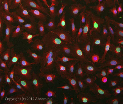 Immunocytochemistry/ Immunofluorescence - Anti-Lamin A antibody [133A2] - Nuclear Envelope Marker (AB8980)