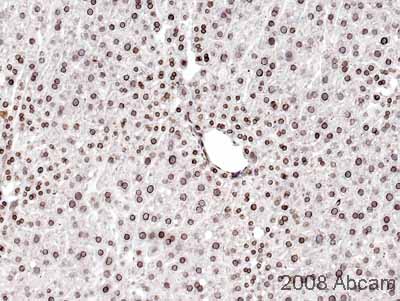 Immunohistochemistry (Formalin/PFA-fixed paraffin-embedded sections) - Anti-Lamin A antibody [133A2] (AB8980), expandable thumbnail