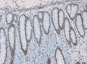 Immunohistochemistry (Formalin/PFA-fixed paraffin-embedded sections) - Anti-Lamin A antibody [133A2] (ab8980), expandable thumbnail