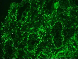 Immunohistochemistry (Frozen sections) - Anti-Lamin A antibody [133A2] - Nuclear Envelope Marker (AB8980)