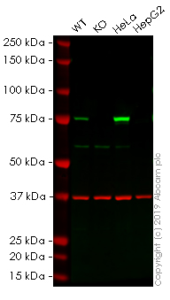Western blot - Anti-Lamin A antibody [133A2] - Nuclear Envelope Marker (AB8980), expandable thumbnail