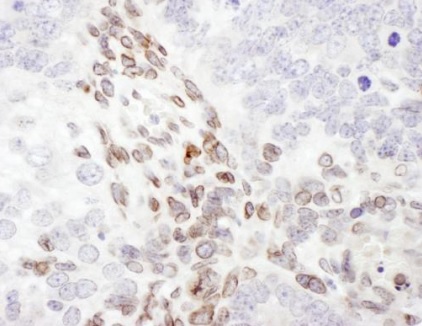 Immunohistochemistry (Formalin/PFA-fixed paraffin-embedded sections) - Anti-Lamin A antibody (AB226198), expandable thumbnail