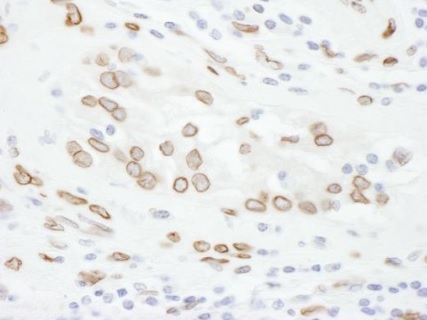Immunohistochemistry (Formalin/PFA-fixed paraffin-embedded sections) - Anti-Lamin A antibody (AB226198), expandable thumbnail
