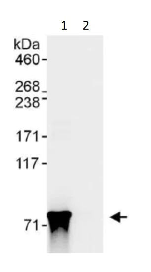 Immunoprecipitation - Anti-Lamin A antibody - Nuclear Envelope Marker (AB226198)