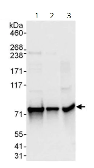 Western blot - Anti-Lamin A antibody - Nuclear Envelope Marker (AB226198)