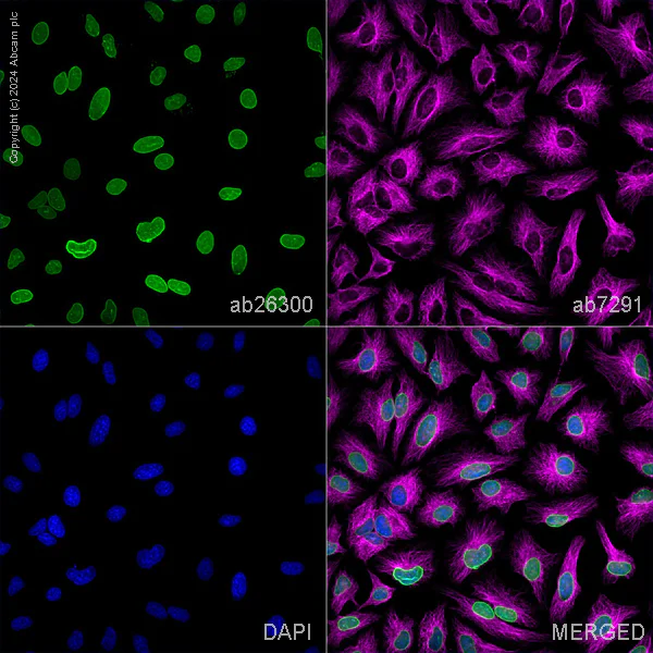 Immunocytochemistry/ Immunofluorescence - Anti-Lamin A antibody - Nuclear Envelope Marker (AB26300)