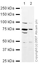 Western blot - Anti-Lamin A antibody - Nuclear Envelope Marker (ab26300), expandable thumbnail