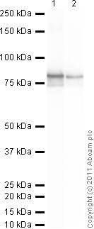 Western blot - Anti-Lamin A antibody - Nuclear Envelope Marker (AB26300), expandable thumbnail