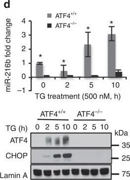 Western blot - Anti-Lamin A antibody - Nuclear Envelope Marker (AB26300)