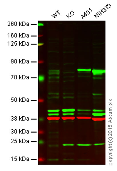 Western blot - Anti-Lamin A antibody - Nuclear Envelope Marker (AB26300), expandable thumbnail