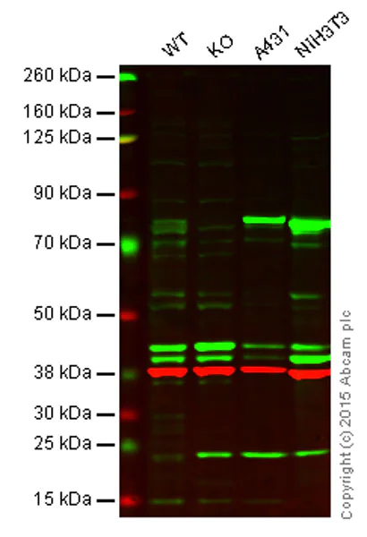 Western blot - Anti-Lamin A antibody - Nuclear Envelope Marker (AB26300)