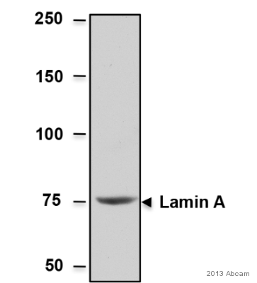 Western blot - Anti-Lamin A antibody - Nuclear Envelope Marker (AB26300), expandable thumbnail