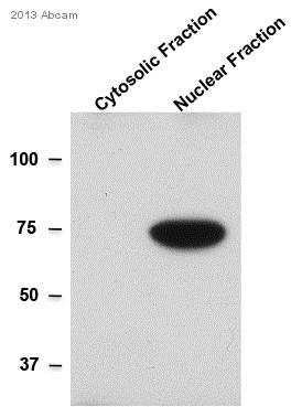 Western blot - Anti-Lamin A antibody - Nuclear Envelope Marker (AB26300), expandable thumbnail