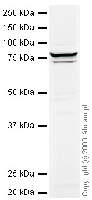 Western blot - Anti-Lamin A antibody - Nuclear Envelope Marker (AB26300), expandable thumbnail