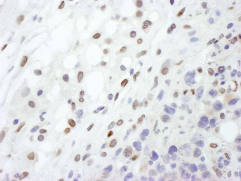 Immunohistochemistry (Formalin/PFA-fixed paraffin-embedded sections) - Anti-Lamin A antibody - Nuclear Envelope Marker (AB264322)