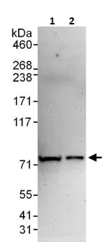 Western blot - Anti-Lamin A antibody - Nuclear Envelope Marker (AB264322)