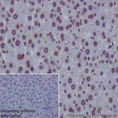 Immunohistochemistry (Formalin/PFA-fixed paraffin-embedded sections) - Anti-Lamin A + Lamin B1 + Lamin C antibody [EPR4068] - BSA and Azide free (AB226043)