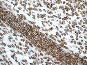 Immunohistochemistry (Formalin/PFA-fixed paraffin-embedded sections) - Anti-Lamin A + Lamin B1 + Lamin C antibody [EPR4068] - BSA and Azide free (AB226043)