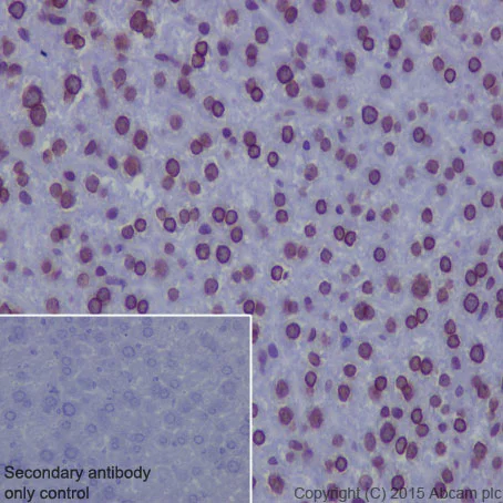 Immunohistochemistry (Formalin/PFA-fixed paraffin-embedded sections) - Anti-Lamin A + Lamin B1 + Lamin C antibody [EPR4068] - BSA and Azide free (AB226043)