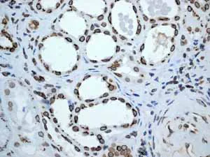 Immunohistochemistry (Formalin/PFA-fixed paraffin-embedded sections) - Anti-Lamin A + Lamin B1 + Lamin C antibody [EPR4068] - BSA and Azide free (AB226043)