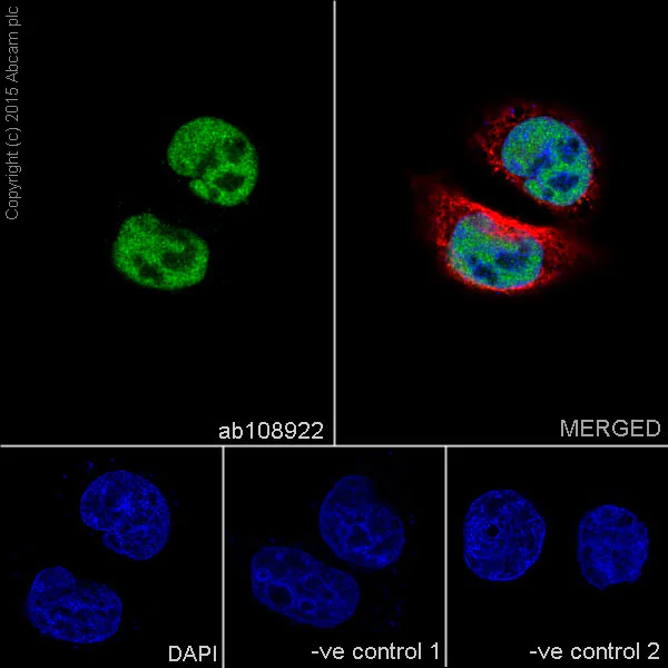 Immunocytochemistry/ Immunofluorescence - Anti-Lamin A + Lamin B1 + Lamin C antibody [EPR4068] - Nuclear Envelope Marker (AB108922)