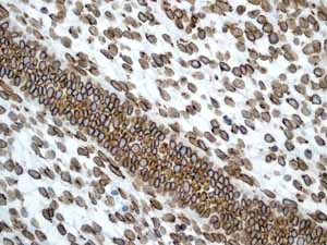 Immunohistochemistry (Formalin/PFA-fixed paraffin-embedded sections) - Anti-Lamin A + Lamin B1 + Lamin C antibody [EPR4068] (ab108922), expandable thumbnail