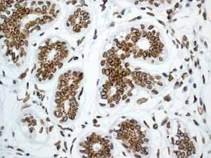 Immunohistochemistry (Formalin/PFA-fixed paraffin-embedded sections) - Anti-Lamin A + Lamin B1 + Lamin C antibody [EPR4068] (ab108922), expandable thumbnail