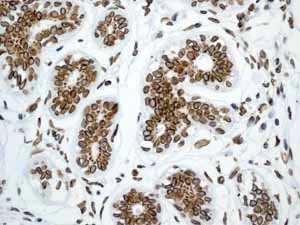 Immunohistochemistry (Formalin/PFA-fixed paraffin-embedded sections) - Anti-Lamin A + Lamin B1 + Lamin C antibody [EPR4068] - Nuclear Envelope Marker (AB108922)