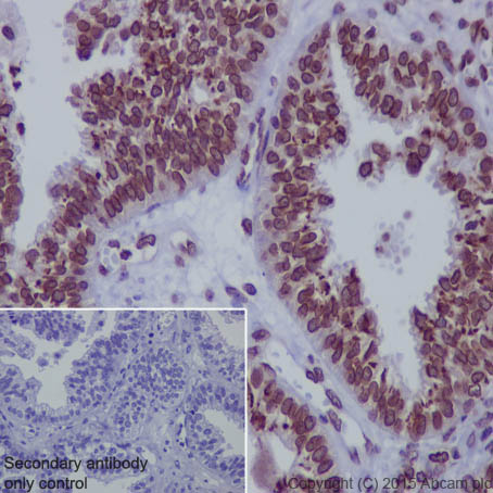 Immunohistochemistry (Formalin/PFA-fixed paraffin-embedded sections) - Anti-Lamin A + Lamin B1 + Lamin C antibody [EPR4068] (ab108922), expandable thumbnail