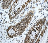 Immunohistochemistry (Formalin/PFA-fixed paraffin-embedded sections) - Anti-Lamin A + Lamin B1 + Lamin C antibody [EPR4068] (ab108922), expandable thumbnail