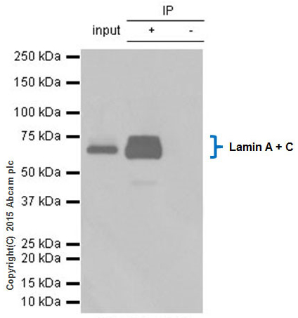 Immunoprecipitation - Anti-Lamin A + Lamin B1 + Lamin C antibody [EPR4068] - Nuclear Envelope Marker (AB108922), expandable thumbnail