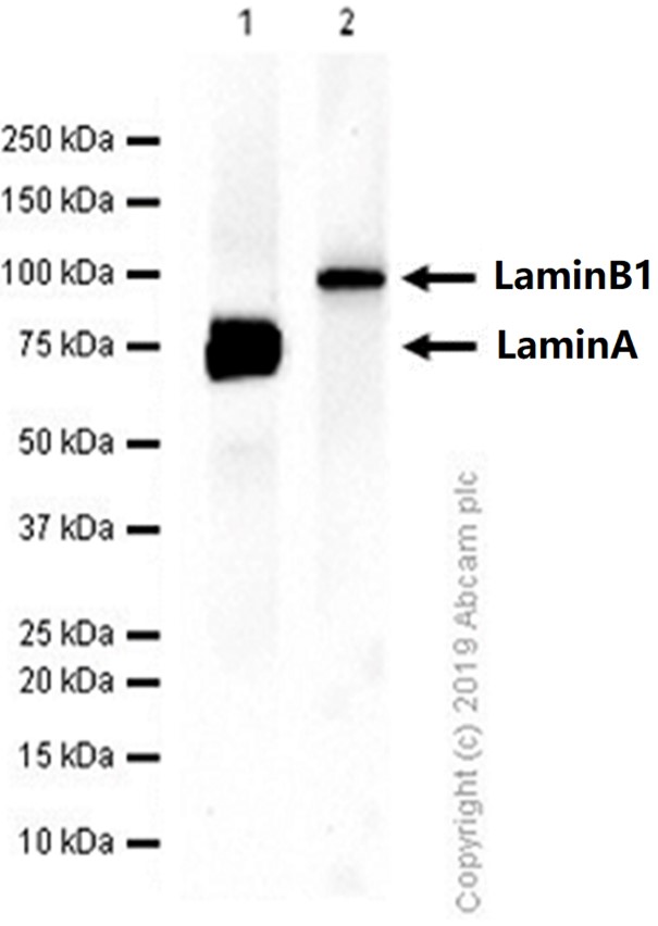 Western blot - Anti-Lamin A + Lamin B1 + Lamin C antibody [EPR4068] - Nuclear Envelope Marker (AB108922), expandable thumbnail