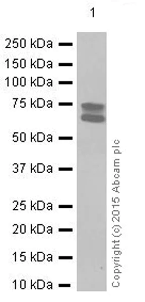 Western blot - Anti-Lamin A + Lamin B1 + Lamin C antibody [EPR4068] - Nuclear Envelope Marker (AB108922)