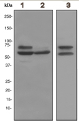 Western blot - Anti-Lamin A + Lamin B1 + Lamin C antibody [EPR4068] - Nuclear Envelope Marker (ab108922), expandable thumbnail