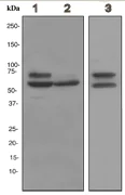 Western blot - Anti-Lamin A + Lamin B1 + Lamin C antibody [EPR4068] - Nuclear Envelope Marker (AB108922)