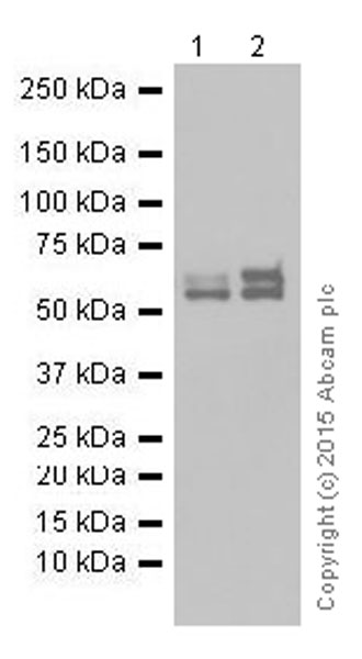 Western blot - Anti-Lamin A + Lamin B1 + Lamin C antibody [EPR4068] - Nuclear Envelope Marker (AB108922), expandable thumbnail