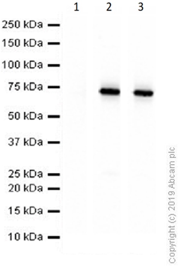 Western blot - Anti-Lamin A + Lamin B1 + Lamin C antibody [EPR4068] - Nuclear Envelope Marker (ab108922), expandable thumbnail