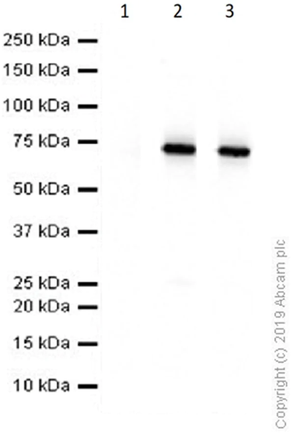 Western blot - Anti-Lamin A + Lamin B1 + Lamin C antibody [EPR4068] - Nuclear Envelope Marker (AB108922)