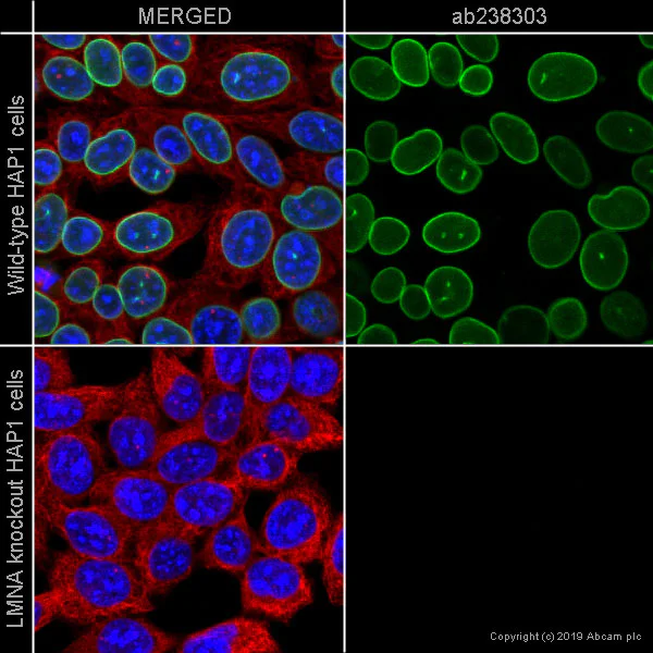 Immunocytochemistry/ Immunofluorescence - Anti-Lamin A + Lamin C antibody [4C11] - BSA and Azide free (AB244577)