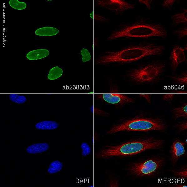 Immunocytochemistry/ Immunofluorescence - Anti-Lamin A + Lamin C antibody [4C11] - BSA and Azide free (AB244577)
