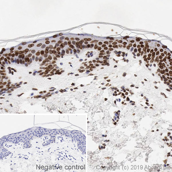 Immunohistochemistry (Formalin/PFA-fixed paraffin-embedded sections) - Anti-Lamin A + Lamin C antibody [4C11] - BSA and Azide free (AB244577)