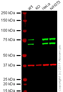 Western blot - Anti-Lamin A + Lamin C antibody [4C11] - BSA and Azide free (AB244577)